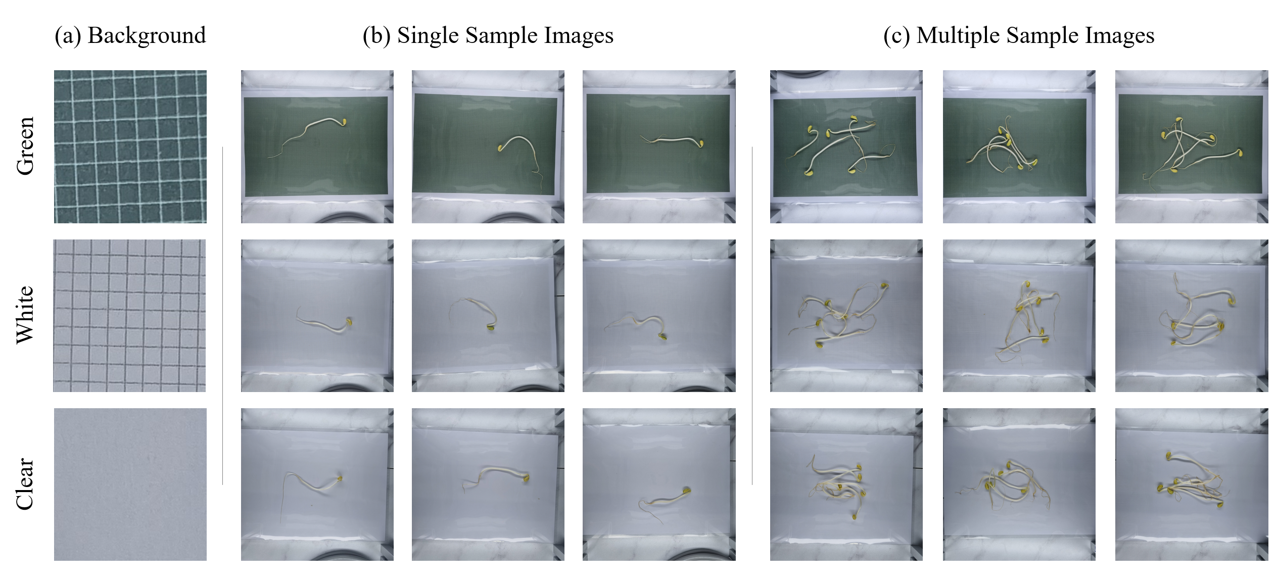 Fig. 1. Raw image samples.